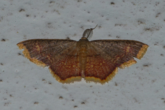 Chrysocraspeda dysmothauma