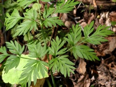 Conioselinum chinense