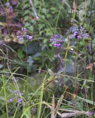 Allium thunbergii