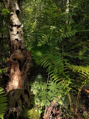 Conioselinum chinense