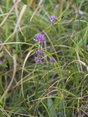 Allium thunbergii