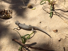 Bradypodion ventrale