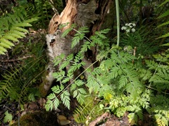 Conioselinum chinense