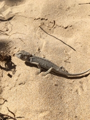 Bradypodion ventrale