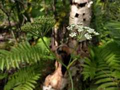 Conioselinum chinense