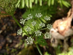 Conioselinum chinense