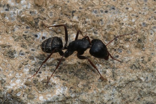 Camponotus victoriae
