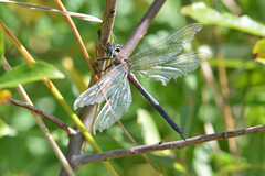 Somatochlora williamsoni