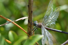 Somatochlora williamsoni