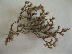 Loeflingia squarrosa