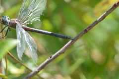 Somatochlora williamsoni