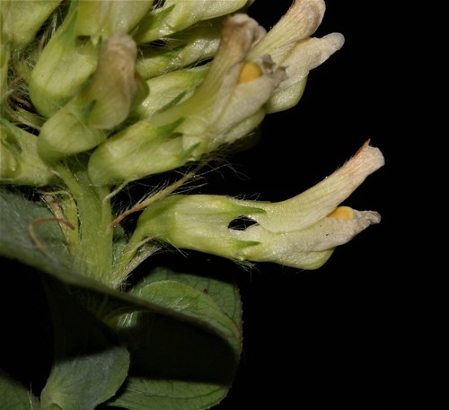 Image of Aspalathus complicata by (c) Brian du Preez, some rights reserved (CC BY-SA)