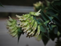 Aspalathus complicata