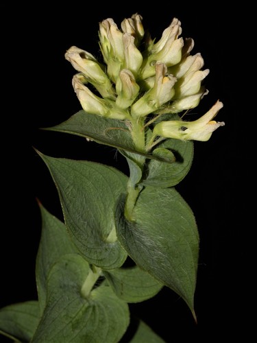 Image of Aspalathus complicata by (c) Brian du Preez, some rights reserved (CC BY-SA)