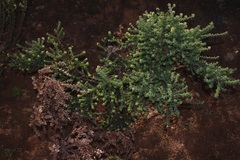 Aspalathus complicata