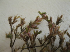 Loeflingia squarrosa