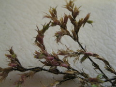 Loeflingia squarrosa