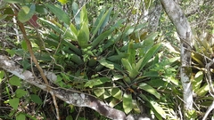 Vriesea gigantea
