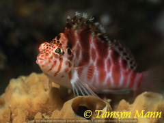 Cirrhitichthys aprinus