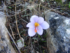 Crocus longiflorus