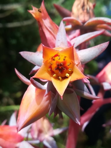 Echeveria subrigida