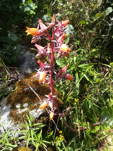 Echeveria subrigida