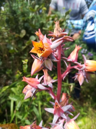 Echeveria subrigida