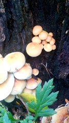 Fungi