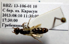 Meria tripunctata