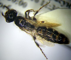 Meria tripunctata