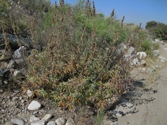 Salvia apiana × mellifera
