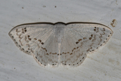 Teldenia specca