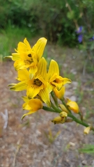 Chloraea