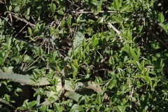 Azima tetracantha