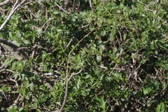 Azima tetracantha