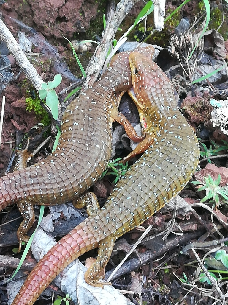 Imbricate Alligator Lizard