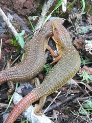Imbricate Alligator Lizard photo 3