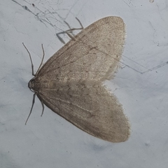 Operophtera fagata