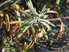 Salvia apiana × mellifera