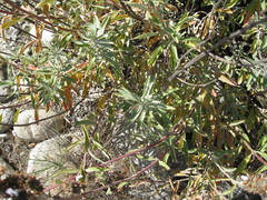 Salvia apiana × mellifera