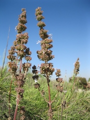 Salvia apiana × mellifera