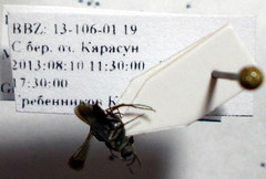 Microphadnus pumilus