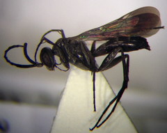 Microphadnus pumilus