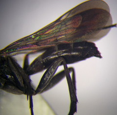 Microphadnus pumilus