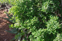 Flueggea verrucosa
