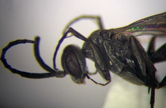 Microphadnus pumilus