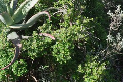Flueggea verrucosa