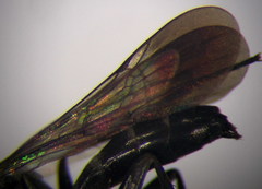 Microphadnus pumilus