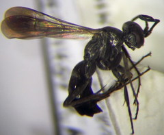 Microphadnus pumilus