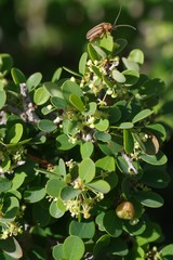 Flueggea verrucosa